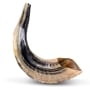 12"-14" Classical Ram's Horn Shofar - Natural - 1