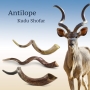 38"-40" Classic Natural Yemenite Kudu Shofar Horn  - 6