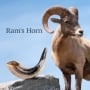 12"-14" Classical Ram's Horn Shofar - Natural - 4