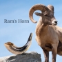 22"-24" Classical Ram's Horn Shofar - Natural - 4