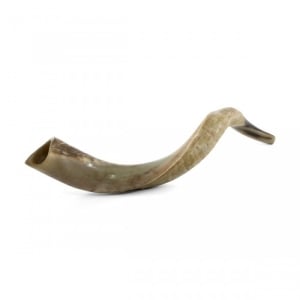 22"-24" Half-Polished Yemenite Kudu Shofar
