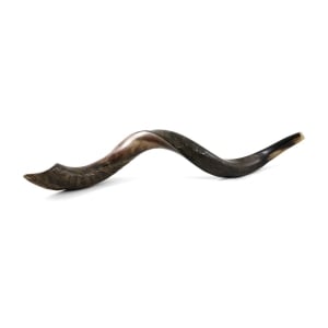 30"-32" Half-Polished Yemenite Kudu Shofar