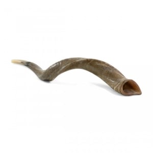 30"-32" Natural Yemenite Kudu Shofar