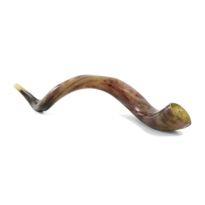 30"-32" Polished Yemenite Kudu Shofar