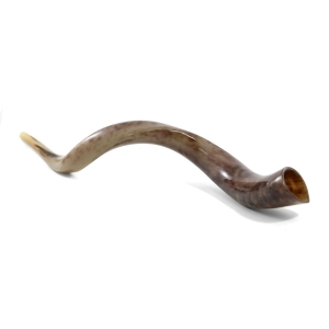 32"-34" Polished Yemenite Kudu Shofar