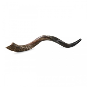 32"-34" Half-Polished Yemenite Kudu Shofar