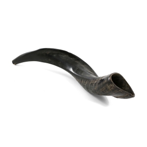 18”-20” Classic Natural Yemenite Kudu Shofar Horn