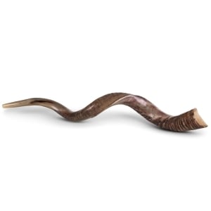 Extra Large and Half-Polished Yemenite Kudu Shofar - 46"-48"