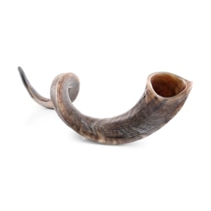 44"-46" Large Yemenite Kudu Natural Shofar
