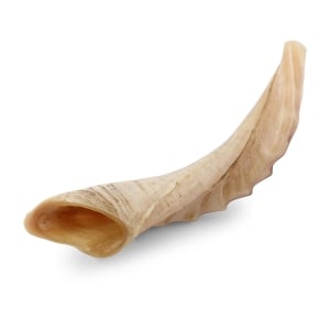 Ram's Horn Shofar With Ridged Design (14" - 16")