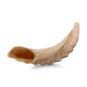 Ram's Horn Shofar With Ridged Design (12" - 14")