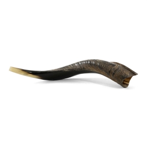 18"-20" Semi-Polished Yemenite Kudu Shofar
