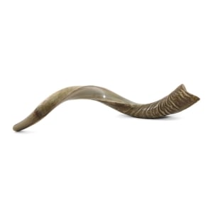 20"-22" Half Polished Yemenite Kudu Shofar