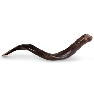 24"-26" Natural Yemenite Kudu Shofar