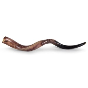 24"-26" Polished Yemenite Kudu Shofar