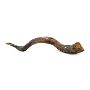 28"-30" Yemenite Kudu Shofar Horn - Half Polished