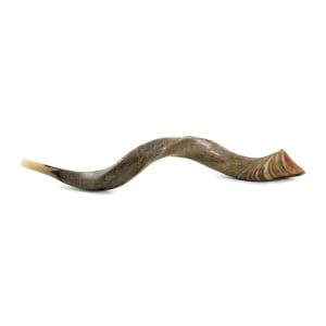 34"-36" Yemenite Kudu Shofar Horn - Natural