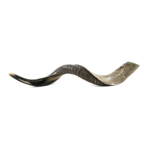 36"-38" Classic Half-Polished Yemenite Kudu Shofar Horn