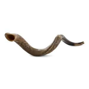 36"-38" Classic Natural Yemenite Kudu Shofar Horn