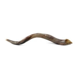 36"-38" Classic Polished Yemenite Kudu Shofar Horn