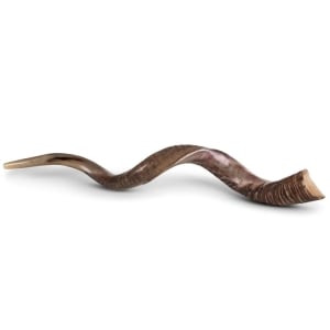 38"-40" Classic Half-Polished Yemenite Kudu Shofar Horn 
