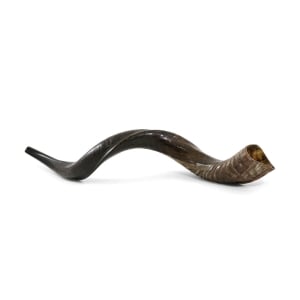 38"-40" Classic Natural Yemenite Kudu Shofar Horn 