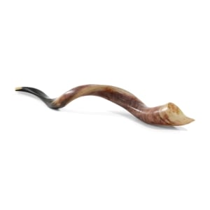 38"-40" Classic Polished Yemenite Kudu Shofar Horn 