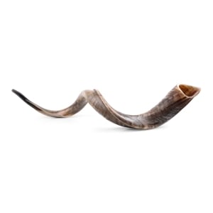 42"-44" Yemenite Kudu (Antelope) Shofar - Natural
