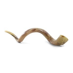 44"-46" Large Yemenite Kudu Polished Shofar