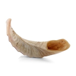 Ram's Horn Shofar With Ridged Design (10" - 12")
