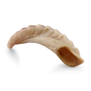 Ram's Horn Shofar With Ridged Design (16" - 18")
