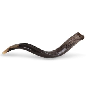 20"-22" Classic Polished Yemenite Kudu Shofar Horn