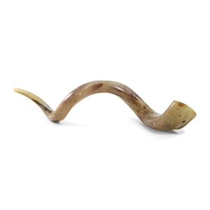 42"-44" Classic Polished Yemenite Kudu Shofar Horn