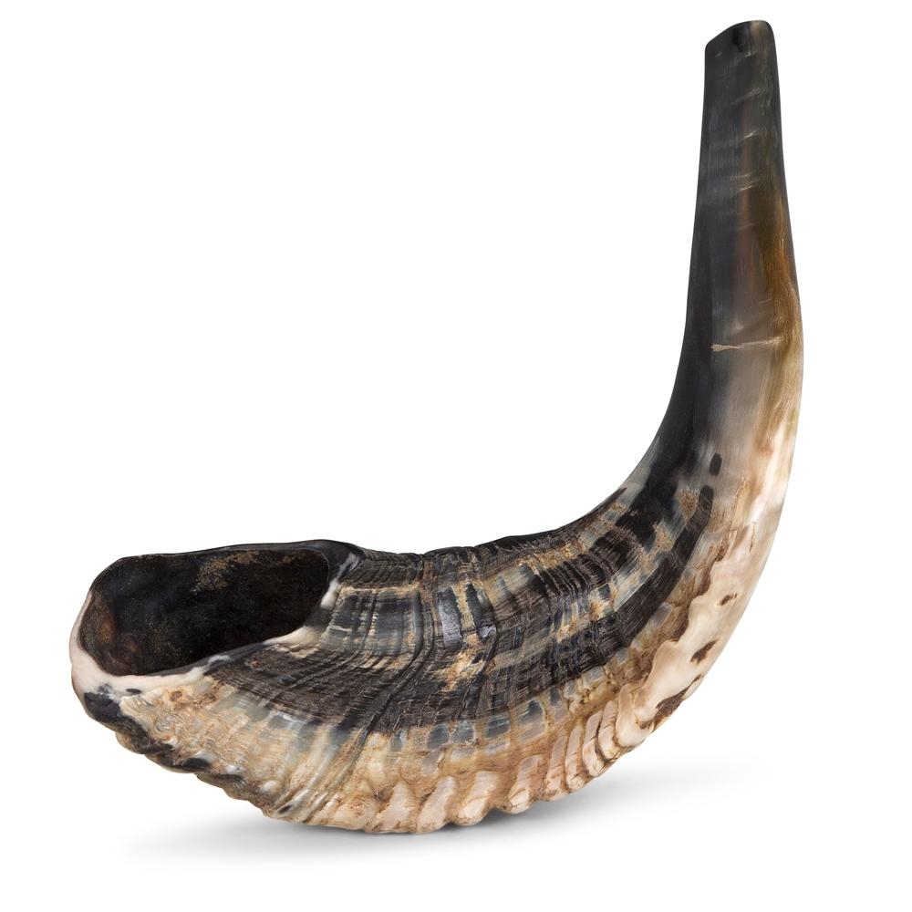 14"-16" Classical Ram's Horn Shofar - Natural - 1