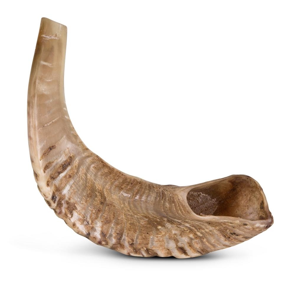 Classic Natural Ram's Horn Shofar 10"-12" / 25-30 cm - 1